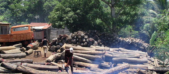 Illegale Holzfäller bei der Arbeit auf Madagaskar