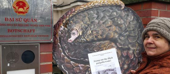 Rettet den Regenwald erinnert die Regierungen Chinas und Vietnams regelmäßig an Ihre Verantwortung im Kampf gegen den Pangolinschmuggel. Eine Mitarbeiterin von Rettet den Regenwald steht mit einem Ausdruck der Pangolinpetition vor dem Eingangstor der vietnamesischen Botschaft.