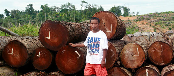 Aktivist Nordin steht von den Stämmen illegal gefällter Bäume