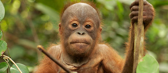 Kleiner Orang-Utan sitzt auf Baum und schaut in Kamera
