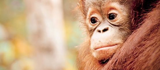 Trauriges Orang-Utan-Baby