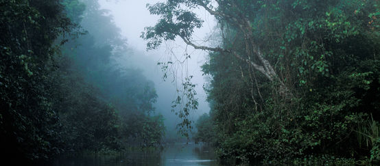 Ein Fluss fließt durch unberührten Regenwald