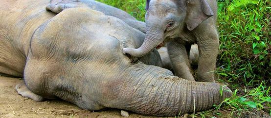 Ein Elefantenkalb betrauert seine vergiftete Mutter. Foto: picture alliance / dpa (© picture alliance / dpa) Ein Elefantenkalb versucht vergeblich mit seinem Rüssel seine am Boden liegende vergiftete Mutter zu wecken