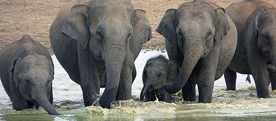 Elefanten an einer Wasserstelle