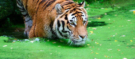 Majestätisch und bedroht: Ein Königstiger (© Turau / iStock) Tiger im Wasser