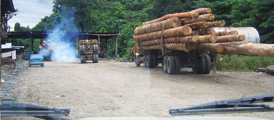 LKWs mit illegal geschlagenem Tropenholz, Beweisfotos aus Sabah (Quelle: BMF) (© BMF) Im malaysischen Bundesstaat Sabah wird illegales Tropenholz auf LKWs abtransportiert