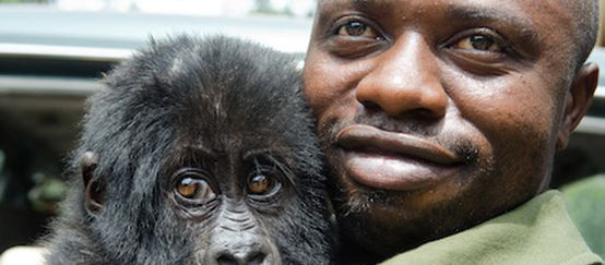 Ein Ranger hält im Nationalpark von Virunga ein Gorilla-Baby auf dem Arm