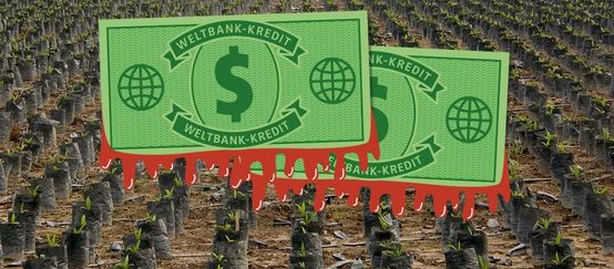 Zwei symbolische Dollarscheine der Weltbank vor einer endlosen Wüste aus Ölpalm-Setzlingen