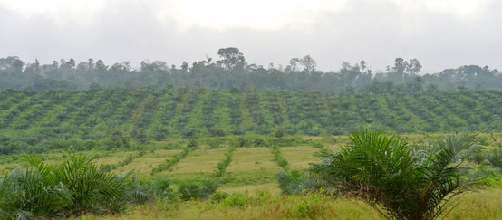 Palmölplantage von Wilmar in Nigeria