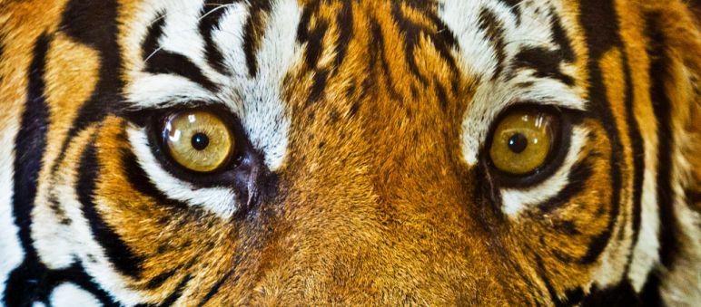Tiger Kopf