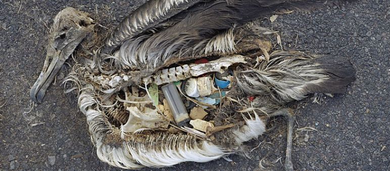 Viele Meeresvögel verenden qualvoll an verschluckten Plastik- und Müllteilen