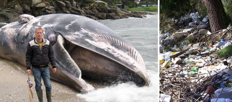 Links: Klaus Schenck von Rettet den Regenwald am Strand von Muros, Galizien. Rechts: Müllberge am Strand in Muros. Toter Wal in der Bucht und Müll