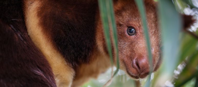 Ein Baumkänguru lugt durch die Blätter