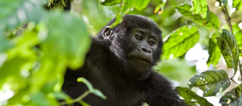 Gorilla – der größte Menschenaffe Gorilla