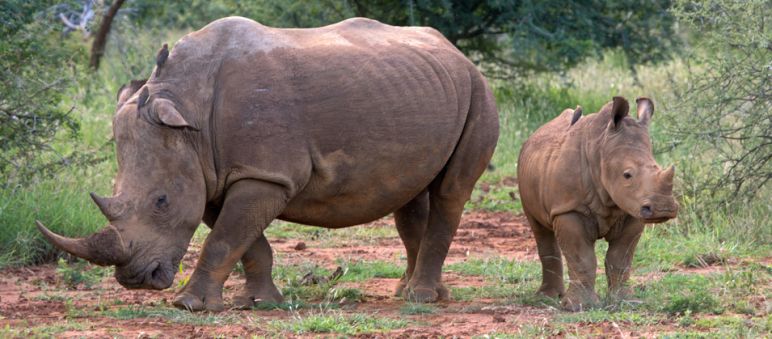 Wilderer gefährden das Überleben von Afrikas Nashörnern Ein erwachsenes und ein junges Nashorn stehen in der Savanne