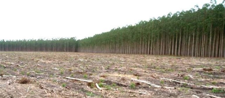 Freihandelsabkommen bedroht Regenwälder abgeholzte Regenwaldfläche