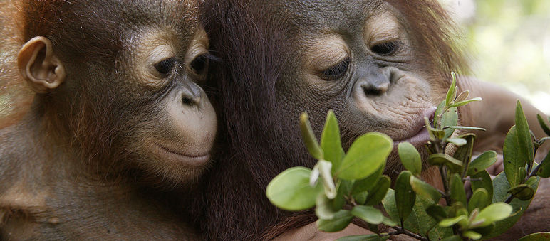 Zwei Orang-Utan-Junge spielen mit Zweig