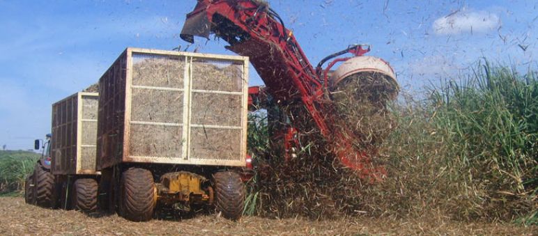 Zuckerrohrernte für Ethanol in Brasilien Eine Erntemaschine schneidet Zuckerrohr für Ethanol in Brasilien