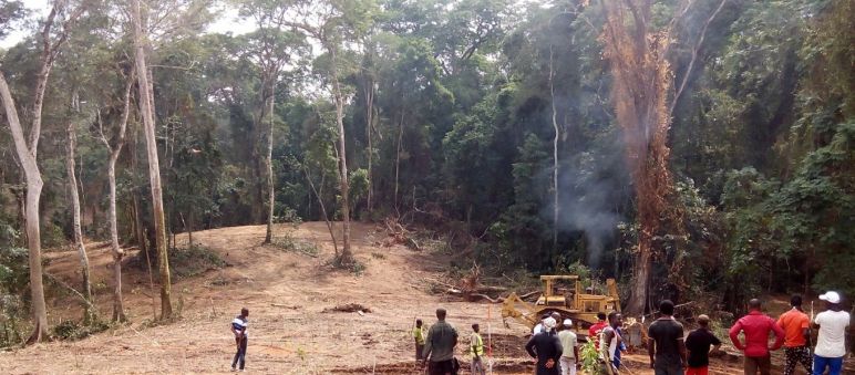 Ein Bulldozer schlägt eine Schneise in den Regenwald des Cross River State, Nigeria