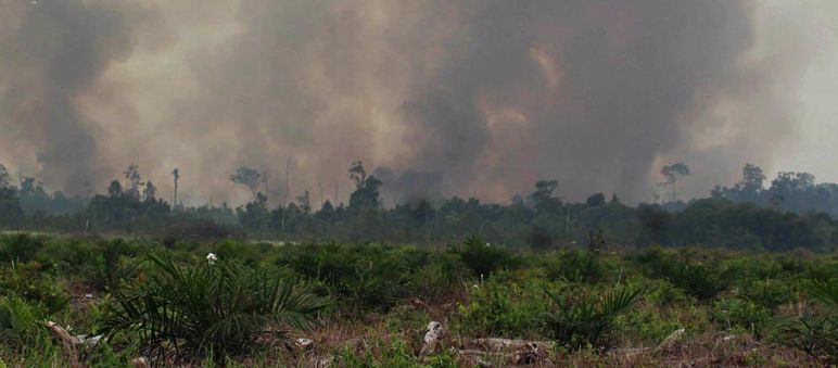 Feuer und Rauch vernichten Regenwald für Palmöl Wände aus Rauch: Aus dem regenwald steigt dichter Qualm auf und verdunkelt den Himmel. Im Vordergrund wurden bereits jungen Ölpalmen gepflanzt