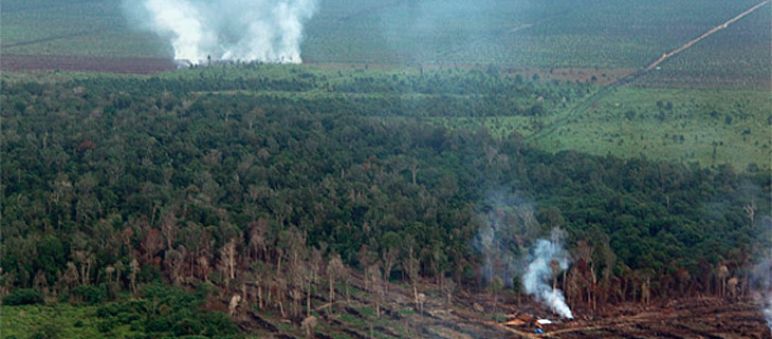 Mehr als 100 Brandherde wurden im Tripa-Sumpfwald gelegt Feuer im Regenwald
