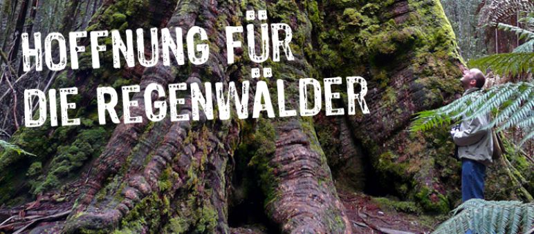 Oft kämpfen unsere Partner in den Regenwäldern jahrelang, bis zum Erfolg (Foto: bishib70 / Flickr - CC BY-NC-ND 2.0) Über dem Bild des Fußes eines mächtigen Baumes steht "Hoffnung für die Regenwälder"