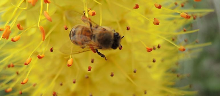 Biene Biene auf gelber Blüte