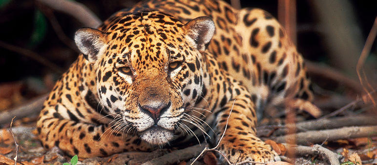 Ein Jaguar liegt im Regenwald auf dem Boden und beobachtet die Kamera