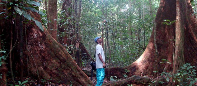 In Peru werden immense Mengen Holz illegal geschlagen und außer Landes geschmuggelt Ein Mann steht zwischen zwei Urwaldriesen