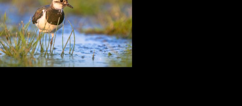 Kiebitz waten im flachen Wasser