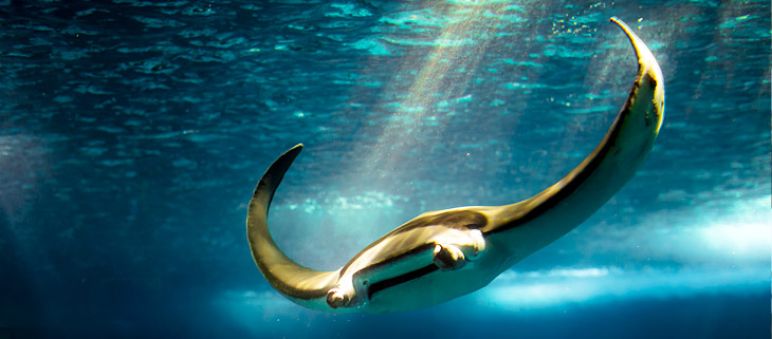 Taucher statt Fischer: Indonesien verstärkt Schutz von Mantarochen. Foto: flickr/Zanthia (CC BY-NC-SA 2.0) Mantarochen