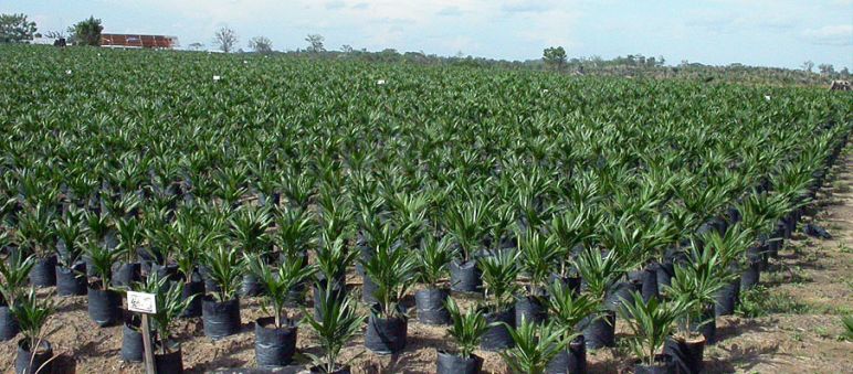 Palmöl-Plantagen sind kein Lebensraum für Orang-Utans Palmöl-Plantage von Cargill betrieben