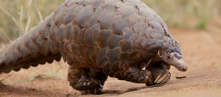 Das Pangolin ist die vergessene Spezies unter den bedrohten Arten Ein großes Pangolin läuft über eine sandige Fläche