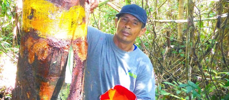 Klarmachen, wo die Grenzen liegen - ein Kleinbauer bei der Markierung des geschützten Gebietes Ein Mann markiert einen Baum im Regenwald mit Farbe