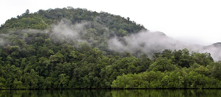 Für Motorsägen tabu: Gericht verbietet KLK, in Papua Neuguinea 38.350 Hektar Regenwald für Palmöl-Plantagen zu opfern Ein See, an dessen Ufer Regenwald wächst, mit Nebelschwaden