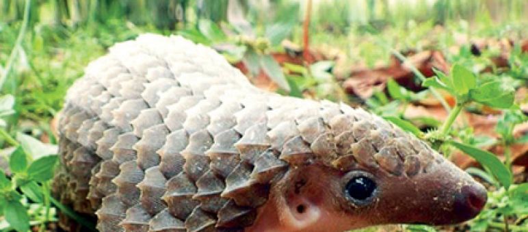 Pangoline werden gejagt, weil ihr Fleisch und ihre Schuppen in Asien und Afrika so begehrt sind Pangolin