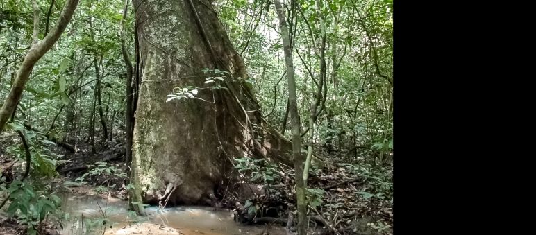 Schimpanse klettert auf einen Baum, Liberia