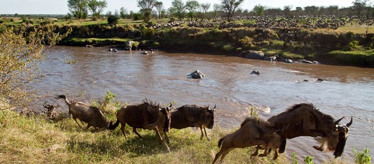 Gnus in der Serengeti (Foto: Xavier Surinyach Mateu) Gnus am Fluß in der Serengeti
