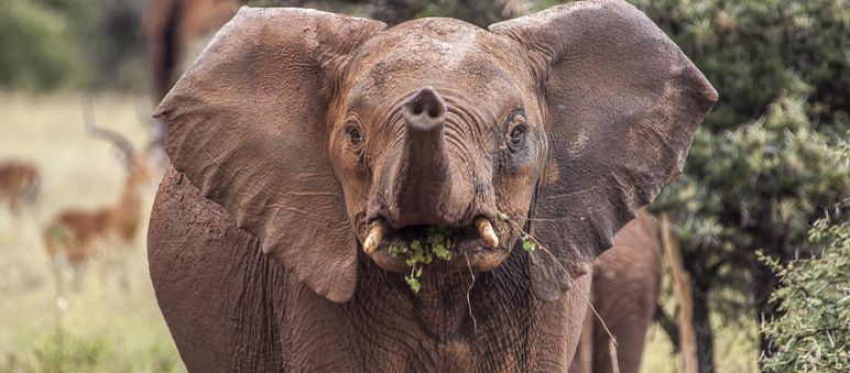 Ein junger Elefant in der Serengeti
