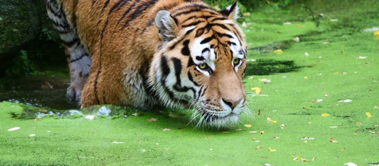 Majestätisch und bedroht: Ein Königstiger Tiger im Wasser
