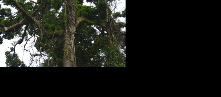 Die Giganten der Wälder brauchen unseren Schutz Krone eines großen Baumes in Nigeria