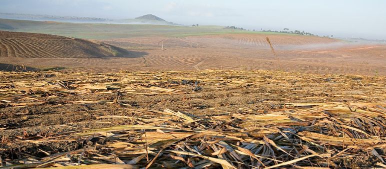 Importierter Ethanol stammt häufig aus den Zuckerrohr-Monokulturen in Brasilien Öde Zuckerrohrplantagen dehnen sich bis zum Horizont aus