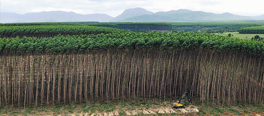 Ökologisch wertlose Baumplantagen sind in den Augen der Vereinten Nationen Wald Luftbild: Ein Bagger fällt Bäume einer Plantage in Brasilien für die Herstellung von Zellstoff.