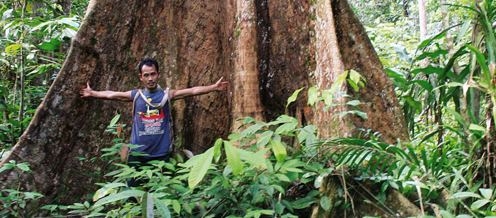 Urwaldbaum auf Sumatra Sumatra: Ein Mann steht vor einem mächtigen Urwaldbaum und breitet die Arme aus