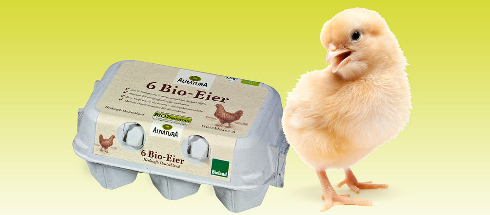 Ob Huhn oder Hahn - immer mehr Bio-Betriebe lassen alle geschlüpften Küken leben Alnatura Küken
