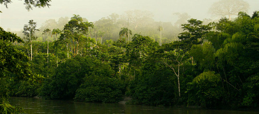 Faszination Urwald: Rettet den Regenwald veröffentlicht ab sofort noch mehr Infos im World Wide Web (Foto: Isaac F dez Galisteo) Regenwald, der an einem Fluss steht im Nebel