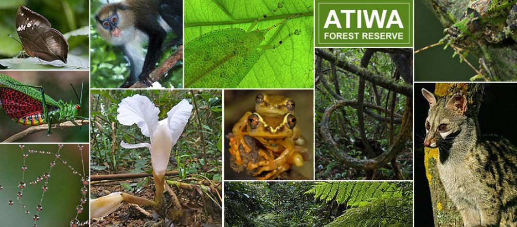 Seltene Primaten, einzigartige Schmetterlinge, Insekten und Amphibien, eine reiche Vogelwelt – Atiwas Artenfülle gehört zu den außergewöhnlichsten in Westafrika. Fotos: Piotr Naskrecki Collage aus Tieren und Pflanzen, die im Atiwa-Wald zu Hause sind