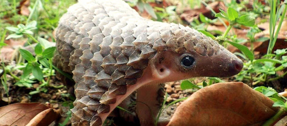 Pangoline werden gejagt, obwohl sie in Asien fast ausgestorben sind Ein Pangolin Gürteltier streckt die Zunge heraus
