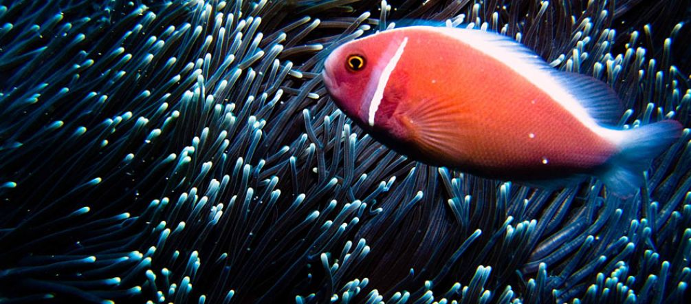 Bunte Fische tummeln sich in Balis Gewässern. Trotzdem will ein Investor die Bucht von Benoa zuschütten. (Foto: flickr/Ilse Reijs and Jan-Noud Hutten (CC BY 2.0) Ein orangefarbener Fisch im Meer vor Bali