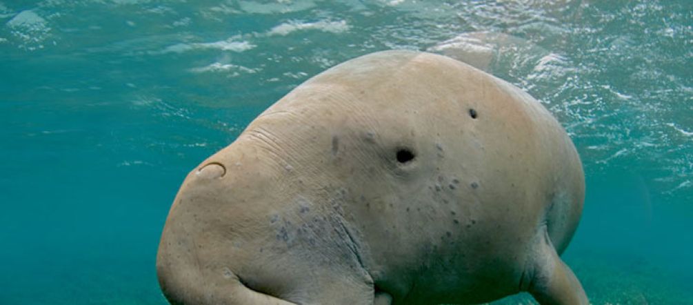 Es geht auch um sein Überleben: Dugong (Gabelschwanzseekuh) Dugong (Gabelschwanzseekuh)